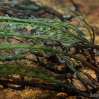 Polypleurum elongatum (Gardner) J.B.Hall